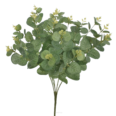 Bukiet Eukaliptusa 007