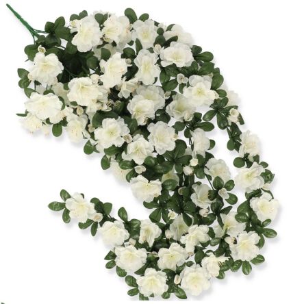 Azalia zwisająca 7833