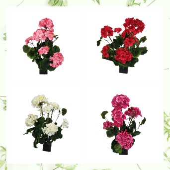 Pelargonia J 103B