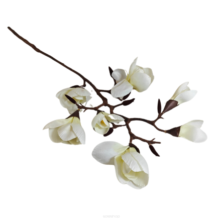 Magnolia Gałązkowa White 1454