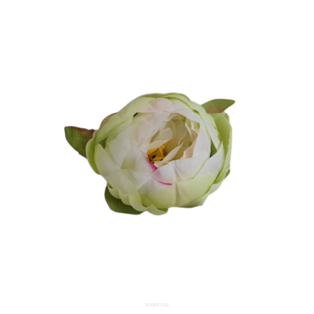 Peonia Wyrobowa 006