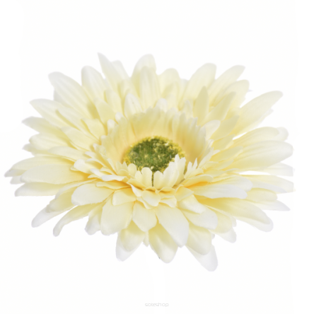 Gerbera Wyrobowa 754