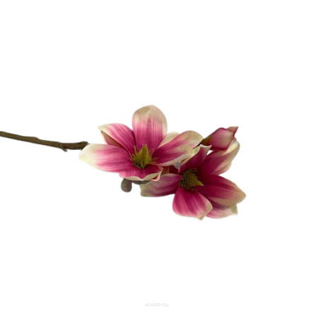 Magnolia gałązkowa SUN 488