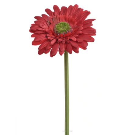 Gerbera pojedynczy 529