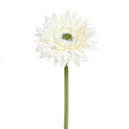 Gerbera pojedynczy 529