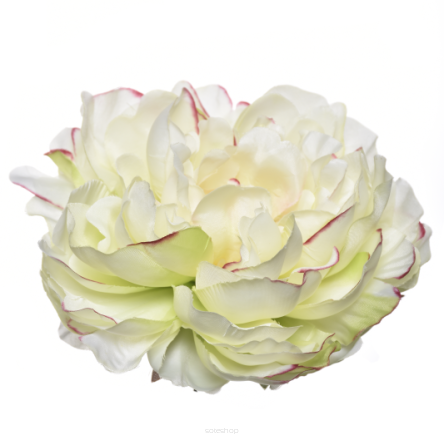 Peonia Wyrobowa SUN 406