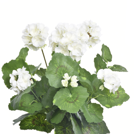 Bukiet Pelargonia lux x9 534
