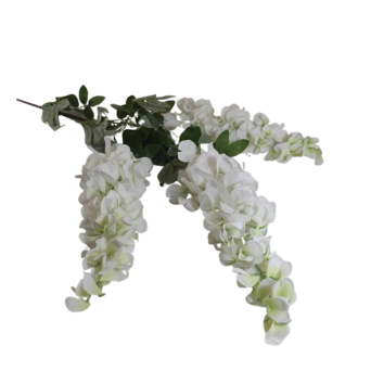 Wisteria x 3 YB 14 na KARTONY
