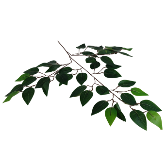 Liść Benjamina Gumowy 5050